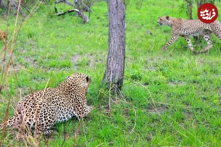 ببینید| یوزپلنگ حواس پرت مستقیم به سمت پلنگ رفت!