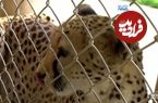 ببینید؛ راز طول عمر استثنایی یک یوزپلنگ ماده