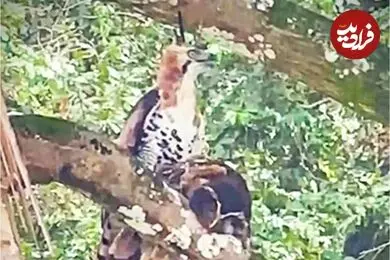 یک اتفاق باورنکردنی در طبیعت؛ عقاب، جغد را شکار کرد!