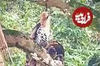 یک اتفاق باورنکردنی در طبیعت؛ عقاب، جغد را شکار کرد!