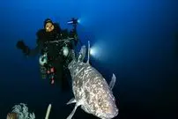 عکس| بازمانده دایناسورها زنده شکار شد!