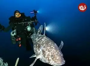 عکس| بازمانده دایناسورها زنده شکار شد!