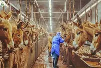 (ویدئو) چگونه کشاورزان چینی هزاران الاغ را برای گوشت و شیر پرورش می‌دهند؟