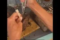( ویدیو) مروارید طبیعی این گونه به دست می آید 