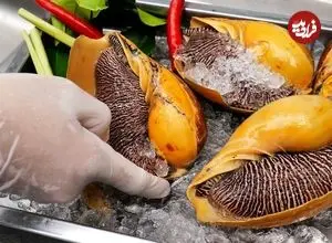 ببینید| غذای خیابانی در تایلند؛ تهیه سالاد با حلزون غول پیکر در بانکوک