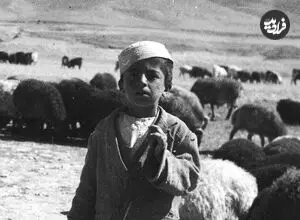 عکس| سفر زمان؛ «دو پسر چوپان» در حال گوسفندچرانی در اطراف فیروزکوه؛ 92 سال قبل