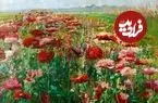 عکس| نقاشی‌هایی که عطر گُل می‌دهند
