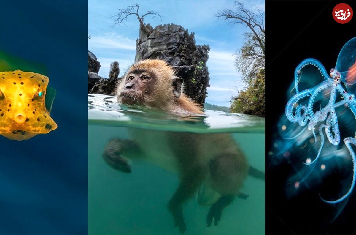 برندگان مسابقه عکاسی زیر آب 2023 مشخص شدند؛ میمون‌های شناگر و اختاپوس بیگانه