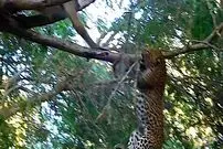 ببینید| مبارزه دیدنی «بابون» و «پلنگ» روی درخت