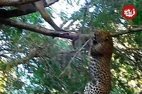 ببینید| مبارزه دیدنی «بابون» و «پلنگ» روی درخت