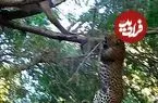 ببینید| مبارزه دیدنی «بابون» و «پلنگ» روی درخت