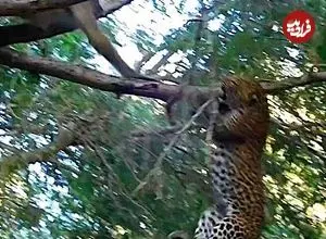 ببینید| مبارزه دیدنی «بابون» و «پلنگ» روی درخت