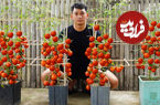 (ویدئو) نحوه پرورش گوجه فرنگی در منزل به روش کشاورز چینی 