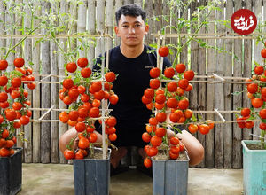 (ویدئو) نحوه پرورش گوجه فرنگی در منزل به روش کشاورز چینی 