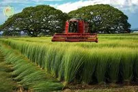 ببینید| مراحل کاشت و برداشت گیاه ایگوسا و تولید تشک های سنتی با آن در ژاپن