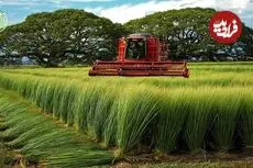 ببینید| مراحل کاشت و برداشت گیاه ایگوسا و تولید تشک های سنتی با آن در ژاپن