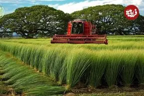 ببینید| مراحل کاشت و برداشت گیاه ایگوسا و تولید تشک های سنتی با آن در ژاپن