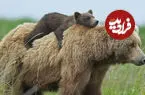 ببینید| نشستن خرس مادر روی صندلی هنگام شیر دادن به توله‌اش