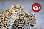 ببینید؛ پلنگ ایرانی و فرزندش در پارک ملی بمو