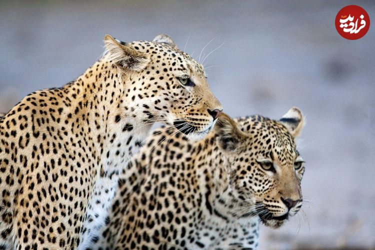 ببینید؛ پلنگ ایرانی و فرزندش در پارک ملی بمو