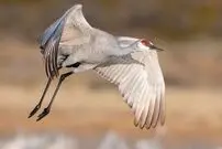 ببینید| نبردی باورنکردنی در طبیعت؛ درنای شجاع در برابر خرس گریزلی ایستاد