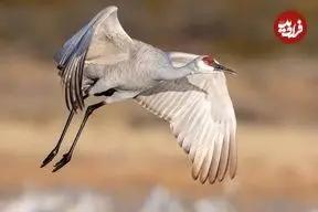 ببینید| نبردی باورنکردنی در طبیعت؛ درنای شجاع در برابر خرس گریزلی ایستاد