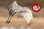 ببینید| نبردی باورنکردنی در طبیعت؛ درنای شجاع در برابر خرس گریزلی ایستاد