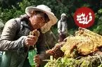 طبیعی اما سمی!؛ «عسل جنون‌آور» چیست؟