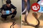 (ویدئو) روش عجیب شکارچی مار تایلندی در به دام انداختن یک کبری