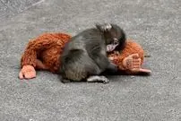 پانچ و مادر مصنوعی‌اش؛ داستانی درباره عشق و بقا