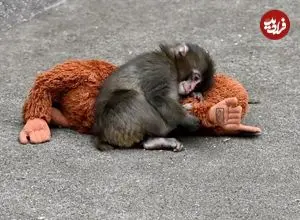 پانچ و مادر مصنوعی‌اش؛ داستانی درباره عشق و بقا