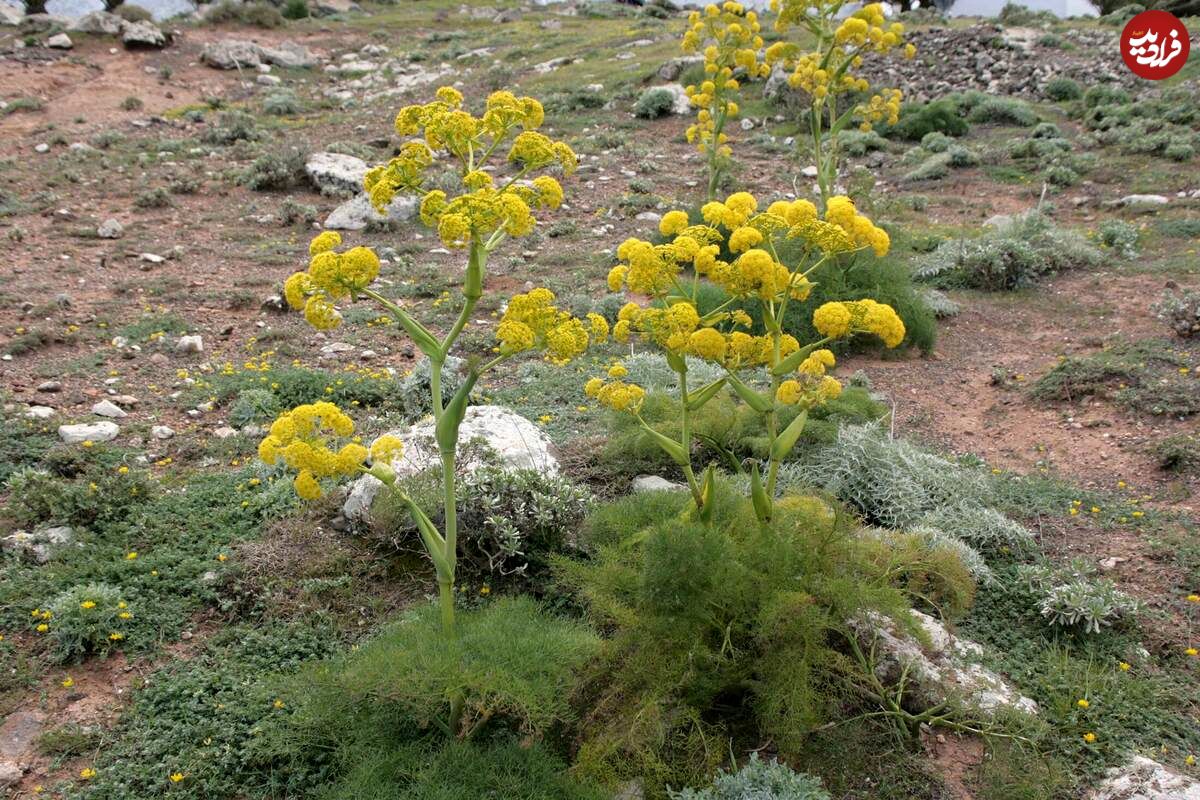 این گیاه خاص در هر هکتار درآمد میلیاردی برای کشاورز دارد!