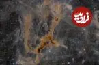 عکس روز ناسا از زرافه کیهانی!