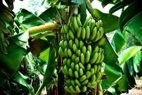 میوه‌ای که قاتل پدر است