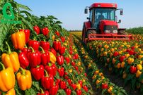 ببینید؛ نگاهی به مراحل مکانیزه کاشت، برداشت و بسته بندی فلفل دلمه ای رنگی در مکزیک