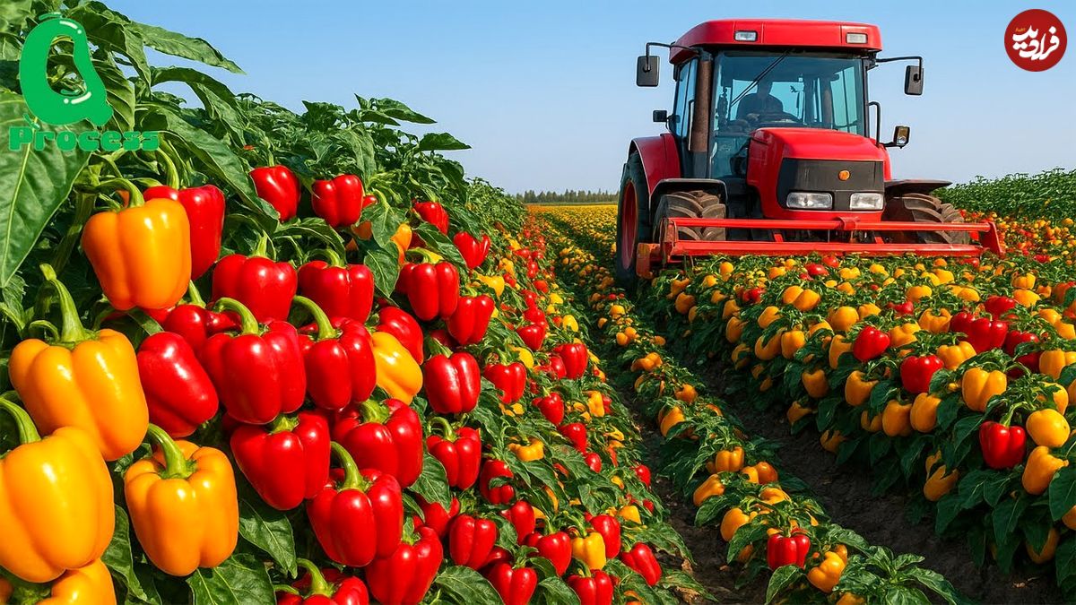 ببینید؛ نگاهی به مراحل مکانیزه کاشت، برداشت و بسته بندی فلفل دلمه ای رنگی در مکزیک