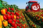 ببینید؛ نگاهی به مراحل مکانیزه کاشت، برداشت و بسته بندی فلفل دلمه ای رنگی در مکزیک