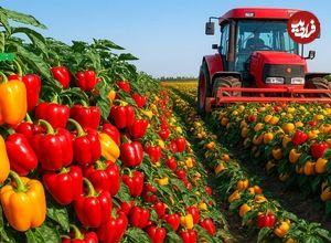 ببینید؛ نگاهی به مراحل مکانیزه کاشت، برداشت و بسته بندی فلفل دلمه ای رنگی در مکزیک