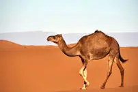 (ویدئو) تلاش شتر یک روزه برای ایستادن