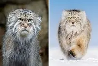 ببینید| گربه پالاس؛ عصبانی ترین گربه وحشی جهان!