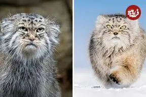 ببینید| گربه پالاس؛ عصبانی ترین گربه وحشی جهان!