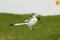 ثبت تصویری تماشایی از یک زاغ سفید کمیاب و نادر