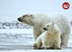 ببینید؛ اتفاقی نادر در حیات وحش؛ خرس قطبی یک توله را به فرزندی پذیرفت