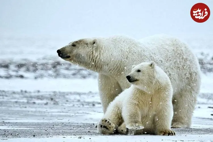 ببینید؛ اتفاقی نادر در حیات وحش؛ خرس قطبی یک توله را به فرزندی پذیرفت
