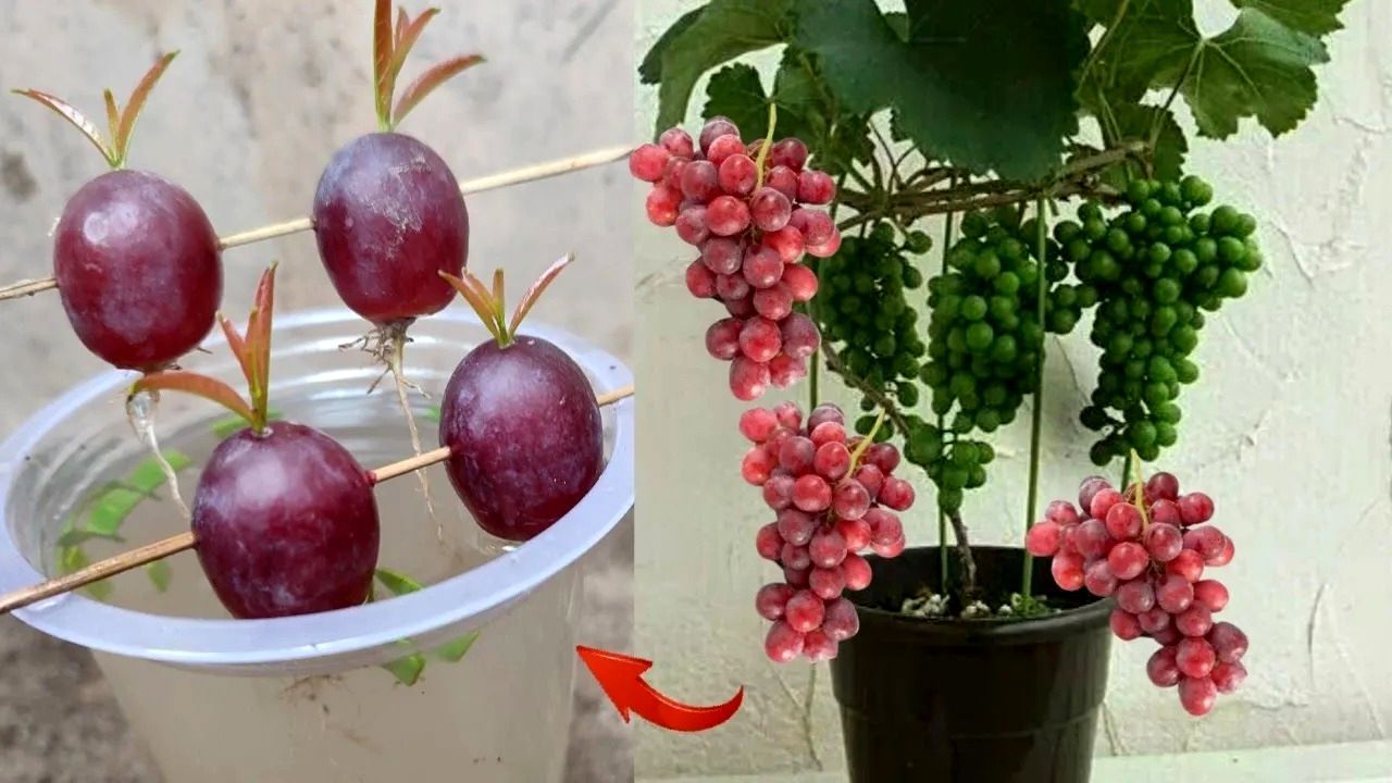 (ویدئو) یک روش بی دردسر و ساده برای کاشت درخت انگور قرمز از طریق حبه در خانه 