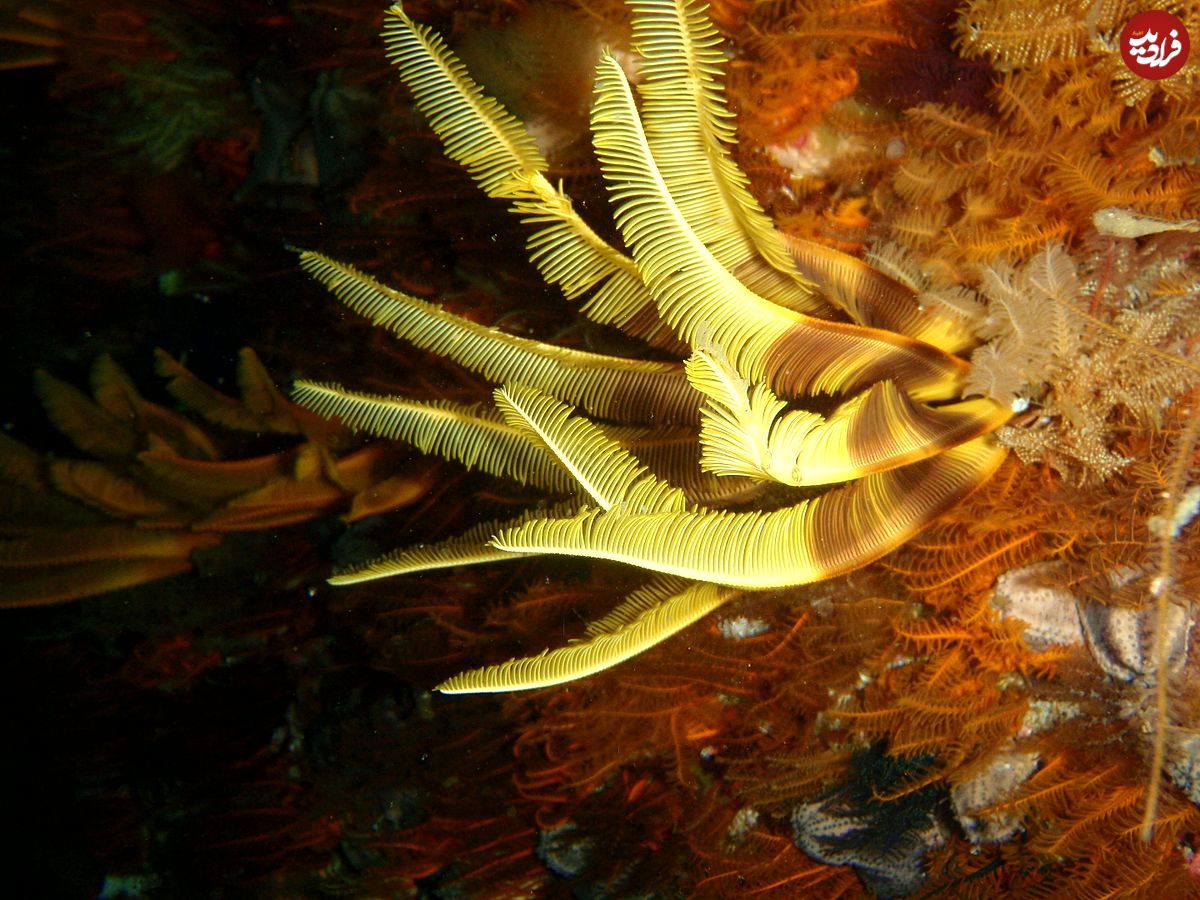 (ویدئو) جانوری عجیب در آب‌های خلیج‌فارس!