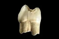 تصاویر؛ نمایش دندان ۴۰ هزار ساله، سرِ سرباز هخامنشی، مومیایی مرد نمکی و جام‌های طلایی