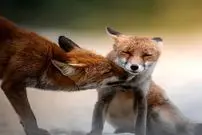 35 عکس تحسین‌شده از لحظات تماشایی حیات وحش