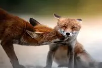 35 عکس تحسین‌شده از لحظات تماشایی حیات وحش