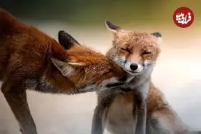 35 عکس تحسین‌شده از لحظات تماشایی حیات وحش